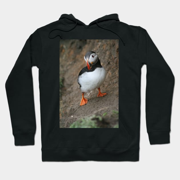 Quizzical Puffin Hoodie by orcadia